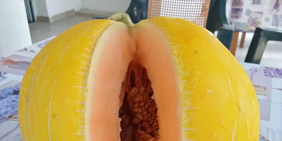 Cantalupo giallo, un nuovo prodotto all’orizzonte